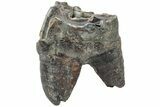 Fossil Woolly Rhino (Coelodonta) Tooth - Siberia #225593-2